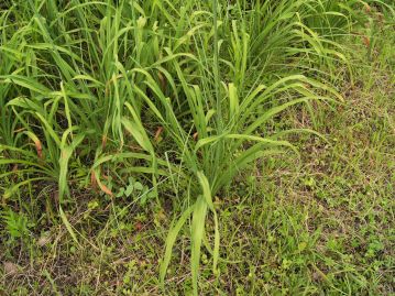 葉は線形で地際から束生する。この葉がカヤツリグサ科のスゲ類に似ていることが名の由来とされる。