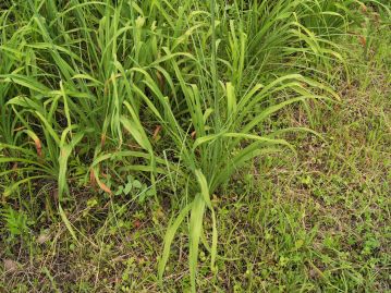 ユウスゲのひげ根（左）とコオニユリの鱗茎（右）