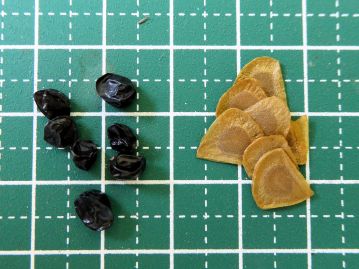 ユウスゲの種子（左）とササユリの種子（右）。 ササユリの種子は薄く翼があり風で散布されるが、ユウスゲの種子には翼がない。