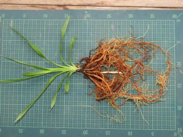 ユウスゲの根の様子。 ユリの仲間のように鱗茎は作らず、太いひげ根をのばす。 根は明るい橙褐色で、横方向にしわができる。