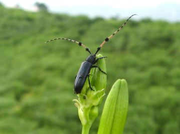 幼虫がユウスゲの仲間を食べて成長するフサヒゲルリカミキリ。 生息地にまとまった量のユウスゲが生育することが必要である。