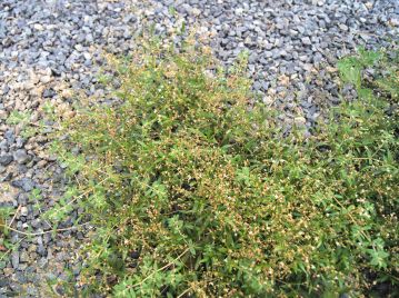 日当たりのよい道ばたや畑地周辺などにごく普通に生育する1年草。 岡山県でも全域に分布する。