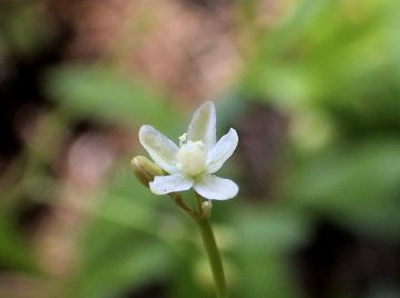 花は直径3mmほどで白色。 花弁のように見えるのはがく片で花弁はない。 子房部分は白色（クルマバザクロソウは緑色）。