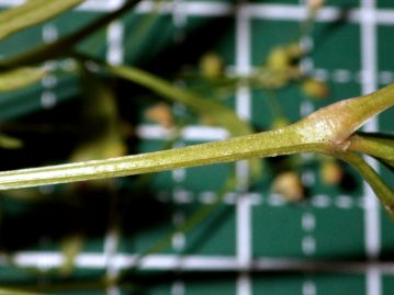 茎は細く、稜（角張った部分）がある。 よく似たクルマバザクロソウの茎は丸くて稜がなく、両種の良い区別点である。