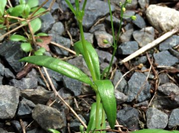 葉は長さ1.5～5cmの披針形～倒披針形、3～5枚が偽輪生する。 クルマバザクロソウの葉は本種よりやや多く4～7枚。