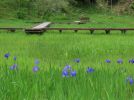 岡山県では谷川沿いなど明るい場所に生育し、春に急いで咲くので「たにいそぎ」と呼ばれる。