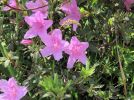 葉は花と一緒に展葉する「春葉」と夏以降に出て越冬する「夏葉」がある。