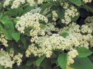 花はひとつひとつは直径7～9mmと小さいが、花付きがよく、天気のよい日には多数の昆虫が訪花する。