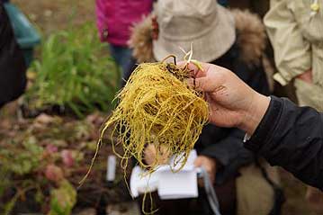 ホソバキスゲ（ユリ科）の根は、花と同じように、黄色い色をしています。また、株の上部には、しわの寄った茶色い根がありますが、これは牽引根といって、株が地上に出てしまったときなどに、伸縮して地中に株を引きずりこむ役割があります。