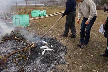 もうひとつサプライズで、定例観察会の常連の方が持ってきてくださったサツマイモで焼き芋も楽しみました。さらに、解散時には、余剰苗8種類をお土産に持って帰っていただきました。