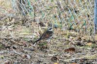 19日：温室エリアで見られた野鳥（ツグミ）