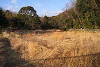 5日：草刈り前の湿地 風景