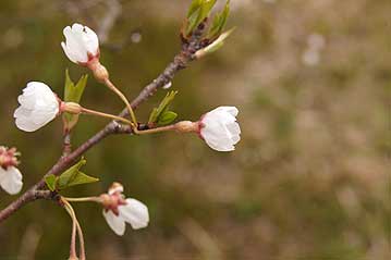がくの膨らんだ部分と、開きかけた蕾の部分が「ひょうたん」に似ているので、別名「ひょうたん桜」とも呼ばれます。