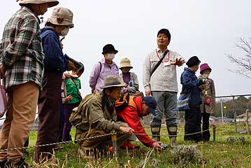 ちょうどオキナグサの花が満開となっていました。岡山県下では現在は野生品をみることはほとんどできなくなっている、貴重な植物です。