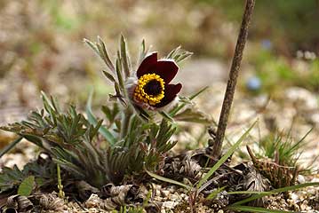 昨年苗を植えつけたオキナグサも1輪の花を咲かせていました。株が若いからか、花がかなり上を向いて咲いていました。