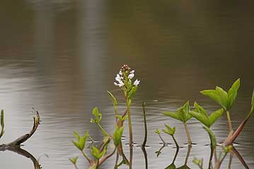 池の中では、ミツガシワの花が咲き始めていました。これも岡山県では自生地がほとんど残っていない植物です。