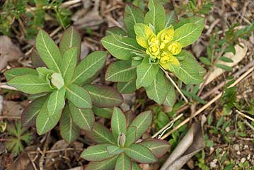 咲き始めのノウルシの株です。岡山県RDBでは絶滅危惧Ⅰ類とされる貴重な植物です。昨年、県内産のものを寄贈していただいたものです。