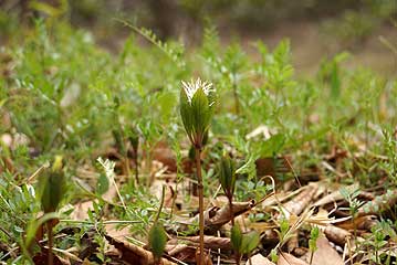 湿地から少し上がった林床には、キビヒトリシズカが咲き始めていました。国内では岡山県ではじめて見つかったので、「吉備」の名を冠しています。