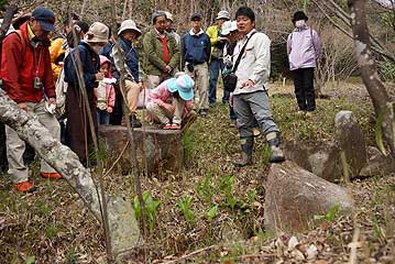 植栽されたものですが、トウギボウシ（オオバギボウシ）の仲間の芽生え。東北などでは「うるい」といって山菜として利用します。