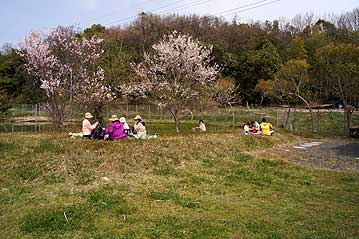 午前の部は終わりで、1時間ほどお昼休み。花見をしながらお弁当を食べたり、つくし摘みをしたりと過ごし方は様々なようです。