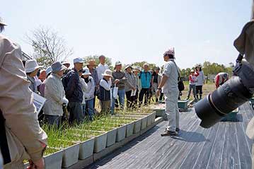 ノビルと同じ、野生のネギの仲間、アサツキを産地別に栽培しています。同じ植物で、分類上は同じ種であっても、産地によって大きかったり、盛んに株別れをしたりと、地域性があることがよくわかります。