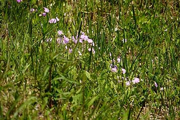 木道の上からは、少し盛りは過ぎていましたが、サクラソウの花を観察することができました。