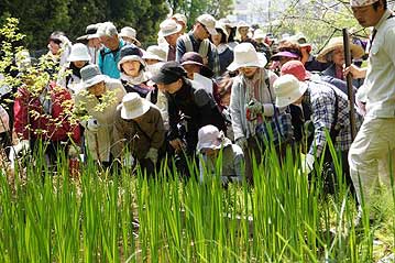 ショウブの池で、ショウブとアヤメ科の植物との数百年にわたる名前の因縁について解説しながら、ショウブの良い香りを確かめてもらっています。