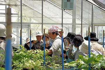 栽培に興味がある方には、温室内の余剰苗も放出して、お土産にしていただきました。こちらも大人気で、あっという間に苗がなくなりました。