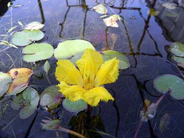 絶滅危惧種，アサザの花が咲いていました。晴れた日にしか咲かず，しかも見ごろは午前中。昼を過ぎるとみるみる傷んできてしまいます。