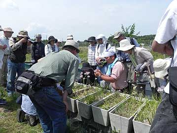 アサツキの花が咲いていたので，花の観察。いわゆるネギ坊主の形ですが，紫色をしていて，なかなか美しい花です。