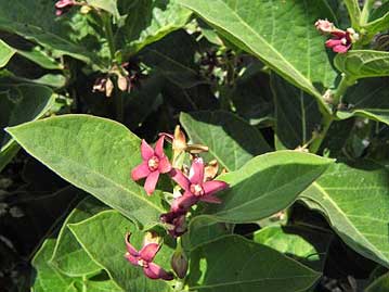 温室エリアでは，他にも，ちょっとヒトデに似ている，フナバラソウの花などが咲いていました。