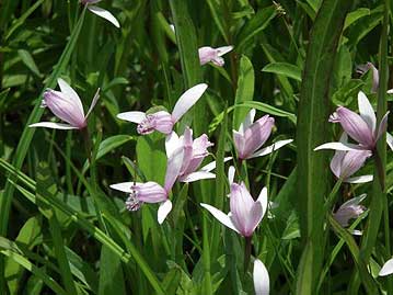 薄桃色の花の色が，鳥のトキの下羽の色に似ているので，トキソウと呼ばれます。花の形も少し鳥のような形をしています。