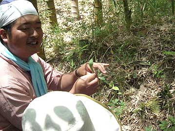 花の構造を解説。この仲間は栄養状態によって雄株から雌株に性転換をしますが，これはどちらでしょうか。