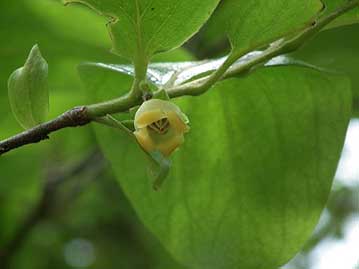 他にも，あまり気にすることのない，カキノキの花なども観察しました。雄花の花弁のふちは，少し柿の実のような，オレンジ色をしています。