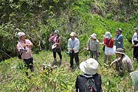 18日：自生地でのサクラソウ観察会