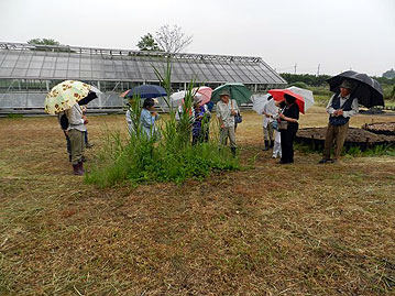 天候に恵まれることの多い「楽しむ会」にしては珍しく？雨天での開催でしたが，参加者は18人ありました。刈り残してあるセイタカヨシ（セイコノヨシとも）の観察中。