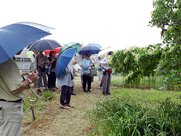 梅雨の時期は樹木の花の多い季節でもあります。クマノミズキの花も観察できたようです。