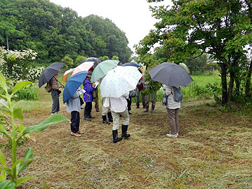 こちらは春に咲いて，今は実になっているゴマギ。葉を触るとゴマ油のにおいがします。