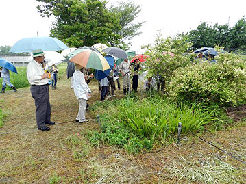 本日のお題の植物，マルバコウツギの観察中。普通のウツギ（卯の花）よりも花も実も小さい種類です。