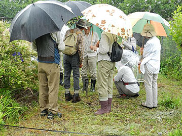 足元には，ツキミソウの株があります。しぼんだ花は赤色ですが，咲き始めは純白の花です。7月の「楽しむ会」は夜間の開催ですので，ツキミソウも観察できるはずです。