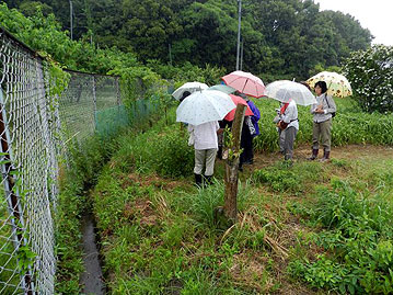 花はまだですが，ツキミソウとマルバコウツギの東側にはフジバカマが植えられています。