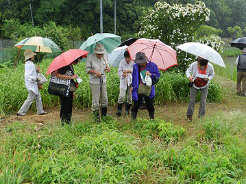 足元には絶滅危惧種，イヌハギの株がたくさん。これも花はまだですが，花の時期を待つのも，楽しむ会に参加する楽しみの一つです。　