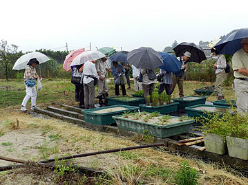 少し温室の方に戻って，水生植物の観察。ヒシモドキがプラ舟からあふれるぐらい，旺盛に生育しています。