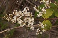 12日：マルバコウツギの花