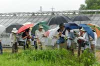 18日：植物園を楽しむ会（マルバコウツギの謎を楽しむ）