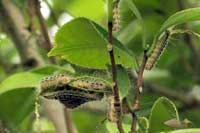 12日：シロノチリツバキに発生したチャドクガの幼虫