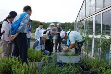 プランターに夜の間だけ開花する植物，ツキミソウが植えてありますが，まだつぼみの状態で開いていませんでした。さて，開催時間内に開花するでしょうか？