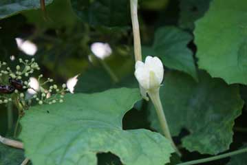 こちらも夜にだけ開花する植物，カラスウリがフェンスに絡んでいます。こちらは少しつぼみが開きかけていました。