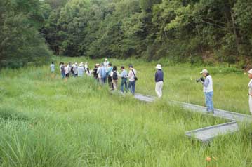 湿地の木道から，湿地内の植物を観察します。ヌマトラノオ，オグラセンノウなどの花が終わり，やや花が少ない時期に差し掛かっていますが…。