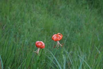 ユウスゲや，写真のコオニユリは今が見ごろとなっています。くるんと巻いた花弁がかわいらしいユリの仲間です。